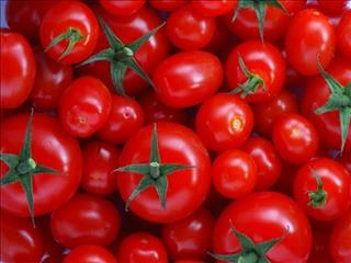 روند صادرات گوجه فرنگی کند شده است