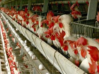 هزینه تولید هر دانه تخم مرغ برای مرغدار