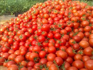صادرات و افزایش هزینه‌ها؛ علت گرانی گوجه فرنگی