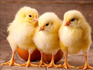 چرا مرغداران به فکر ترک تولید افتادند؟