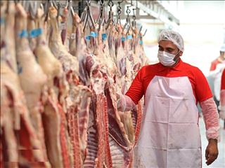 افزایش ٤٩ درصدی عرضه گوشت قرمز در کشتارگاه‌ها