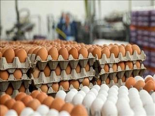 قیمت هرشانه تخم مرغ بیش از ۵۰ هزارتومان