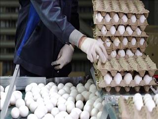 تخم مرغ هر  روز  گران تر  از  دیروز