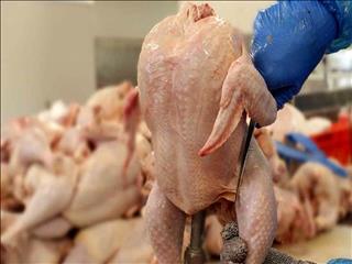 قیمت مرغ پس از حذف ارز ترجیحی