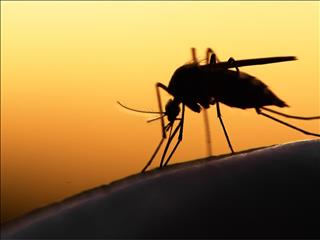 ایران در آستانه دریافت گواهی حذف مالاریا از سازمان جهانی بهداشت