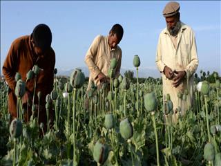 کشت مواد مخدر در افغانستان ممنوع شد