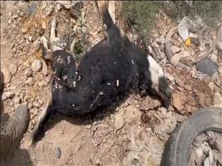 فاجعه سگ‌کشی در دماوند/ شهرداری ۱۶۰۰ سگ در گندک دماوند را قتل عام کرد