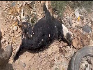 فاجعه سگ‌کشی در دماوند/ شهرداری ۱۶۰۰ سگ در گندک دماوند را قتل عامل کرد