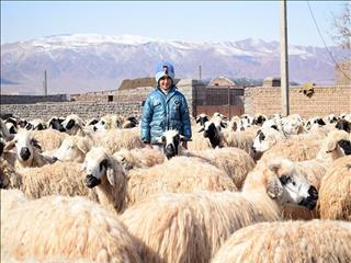 گوسفند قربانی کیلویی ۶۴ تا ۷۱ هزار تومان شد