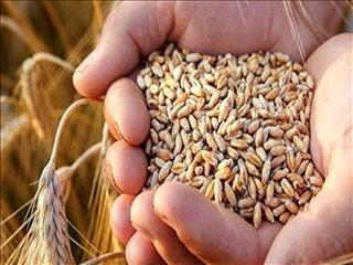 وزیر جهاد کشاورزی: این هفته مطالبات گندم کاران پرداخت می‌شود
