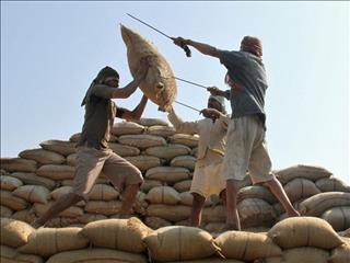 واردات ۵۳۹ دلار برنج از هند در ۷ ماه/ صادرات ایران به هند ۹ درصد رشد کرد