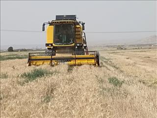 ایران با تولید ۱۴ میلیون تنی سیزدهمین تولیدکننده گندم دنیا شد