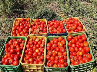 عوارض صادرات گوجه‌فرنگی ۵۵درصد شد