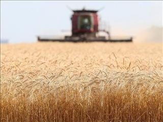 تولید غلات ایران از ۲۳ میلیون تن گذشت/ رتبه ۲۱ ایران در تولید برنج دنیا