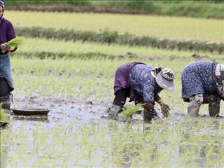 امسال ۲.۵ میلیون تن برنج سفید در کشور تولید شد